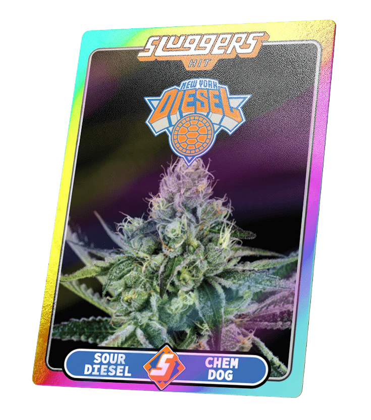 NYC Diesel Sativa Juiced* 5-Pack - Image 8